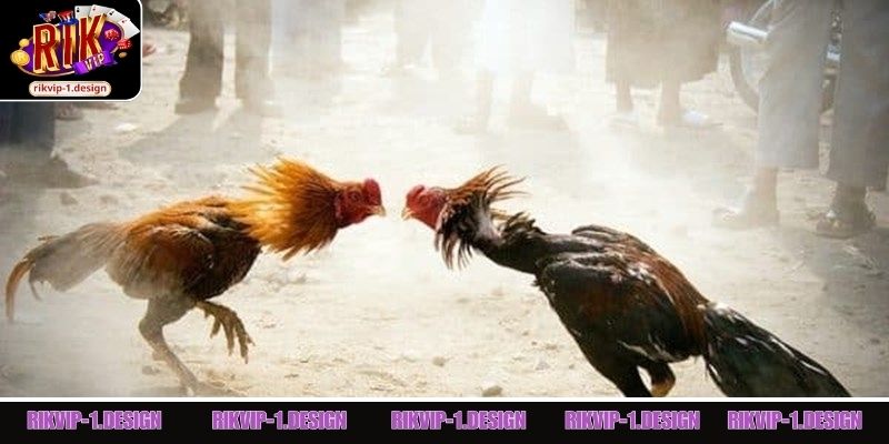 Danh sách 3 loại kèo chọi kê được yêu thích giai đoạn 2026