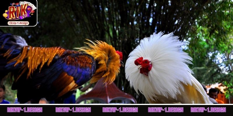 Đánh giá chi tiết sảnh đá gà Rik Vip