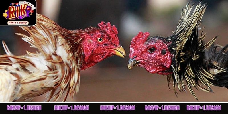 3 nhà cung cấp đá gà Rik Vip uy tín tại cổng game