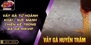 Vảy Gà Huyền Trâm Là Gì? Cách Nhận Biết Chuẩn Sư Kê RIKVIP