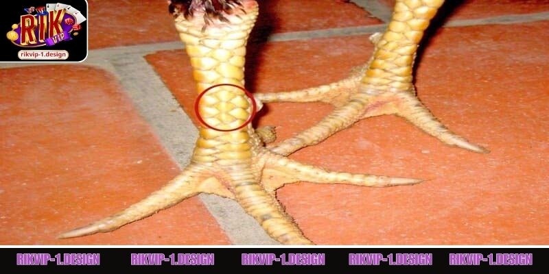 Giải mã vảy Huyền Trâm trên chân gà