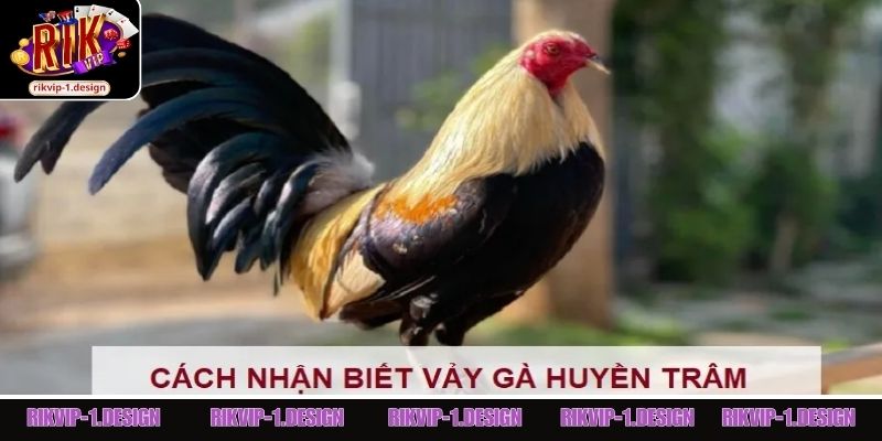 Thực chiến gà mang gảy gà Huyền Trâm