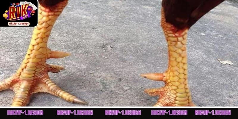 Các dạng vảy Huyền Trâm phổ biến mà kê thủ nên biết