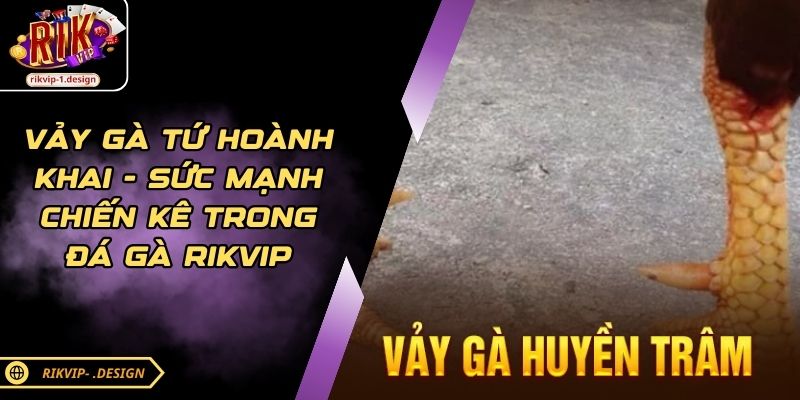 Vảy Gà Huyền Trâm Là Gì? Cách Nhận Biết Chuẩn Sư Kê RIKVIP