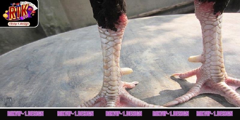 Nhận xét của người chơi về vảy gà đặc biệt