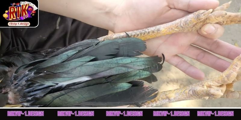 Lý do chọn gà có vảy gà Tứ Hoành Khai thi đấu