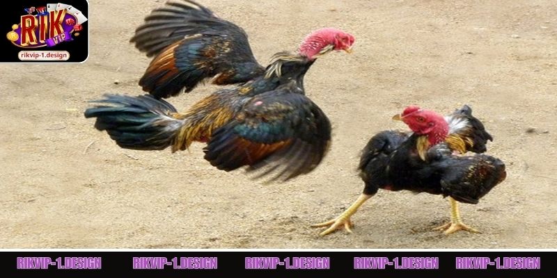 Giới thiệu thông tin về vảy gà Tứ Hoành Khai